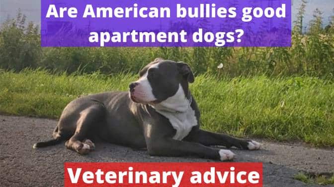 Are American bullies good apartment dogs