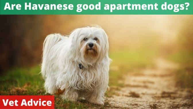 Are Havanese good apartment dogs