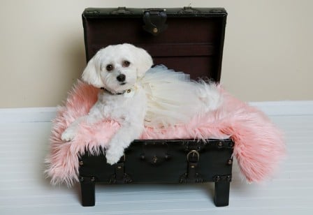 havanese dog on the chair