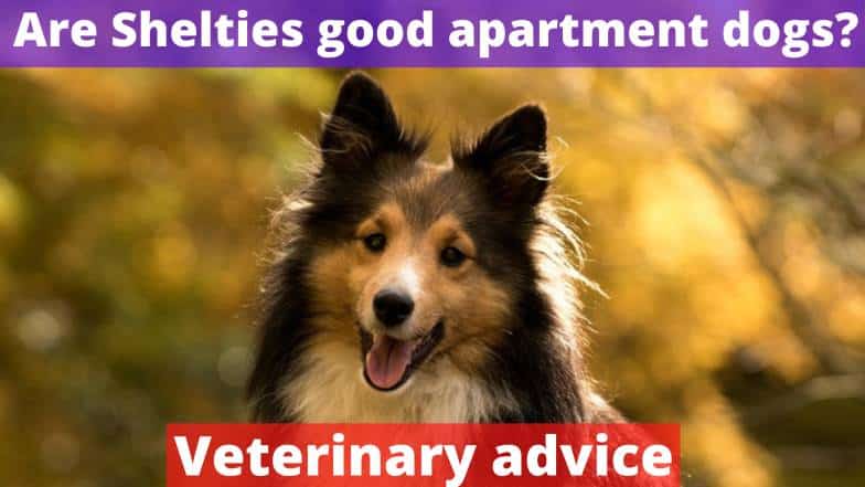 Are Shelties good apartment dogs