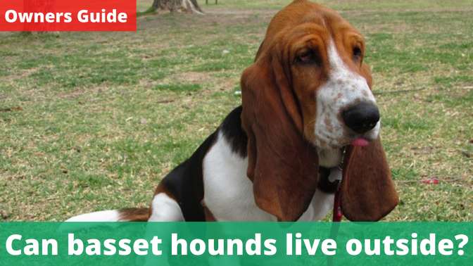 Can basset hounds live outside