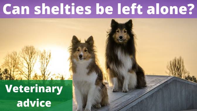 Can shelties be left alone