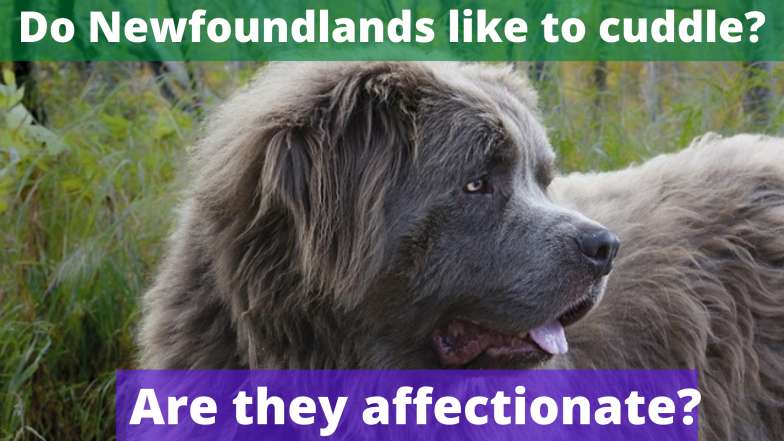 Do Newfoundlands like to cuddle