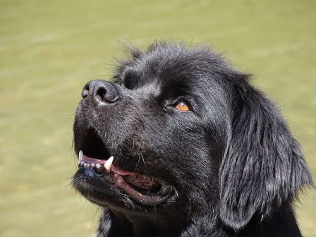 Do Newfoundlands like to cuddle