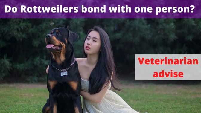 Do Rottweilers bond with one person