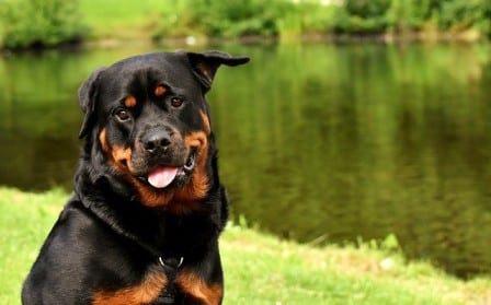 Do Rottweilers bond with one person