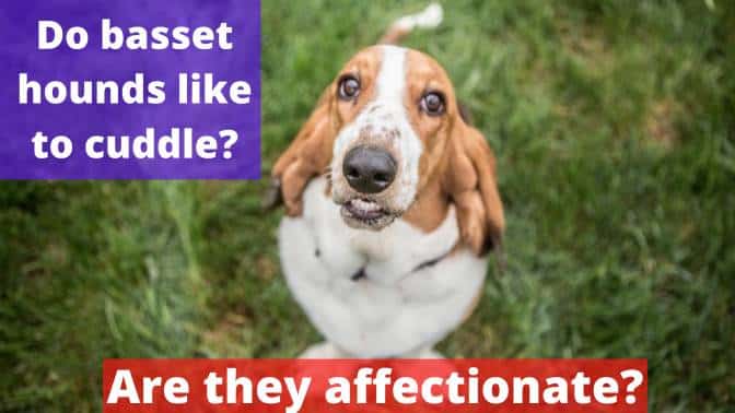 Do basset hounds like to cuddle