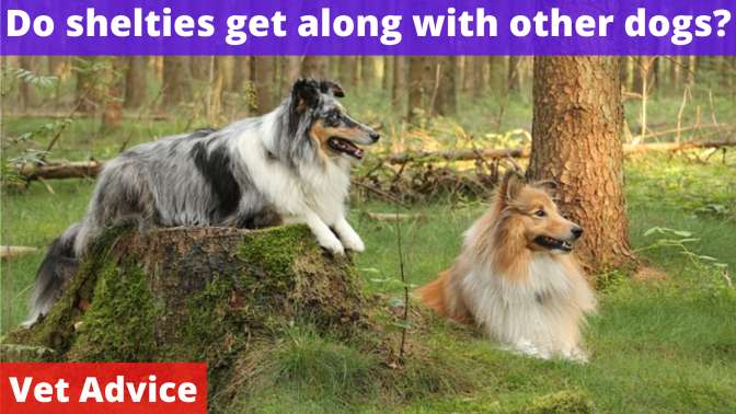 Do shelties get along with other dogs