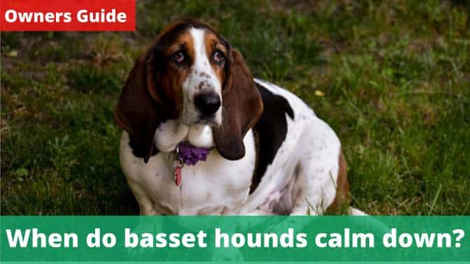 When do basset hounds calm down