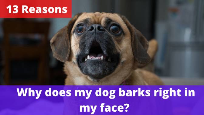 Why does my dog bark right in my face