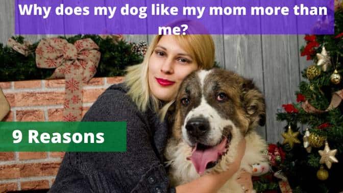 Why does my dog like my mom more than me