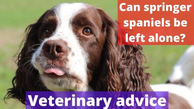 can springer spaniels be left alone