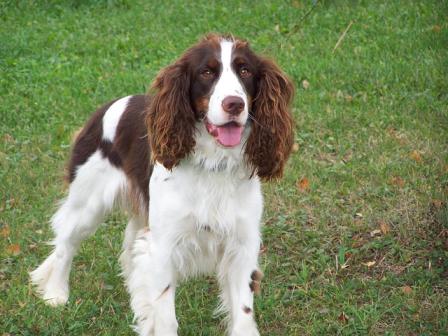 can springer spaniels be left alone