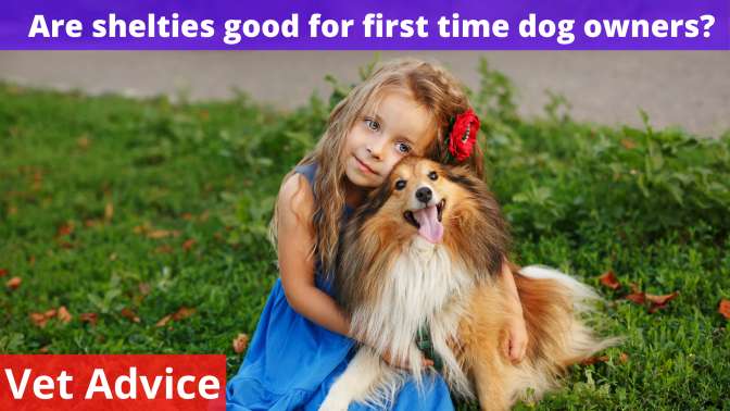 Are shelties good for first time dog owners
