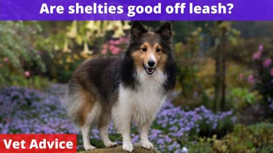 Are shelties good off leash