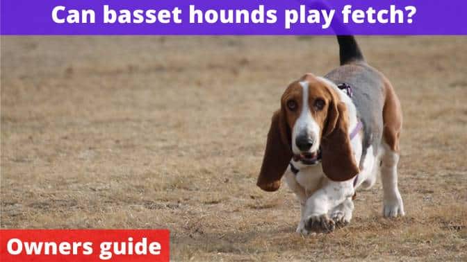 Can basset hounds play fetch