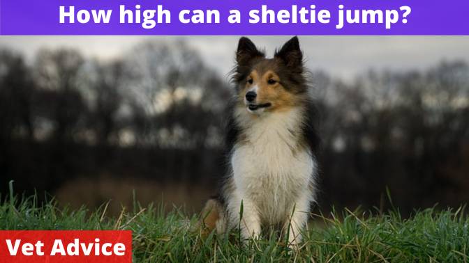 How high can a sheltie jump?