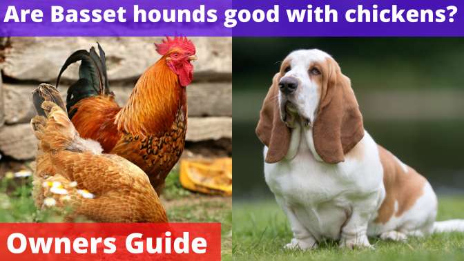 Are Basset hounds good with chickens