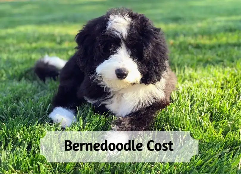 Bernedoodle Cost