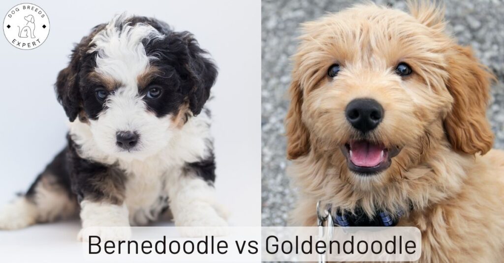 Bernedoodle vs Goldendoodle