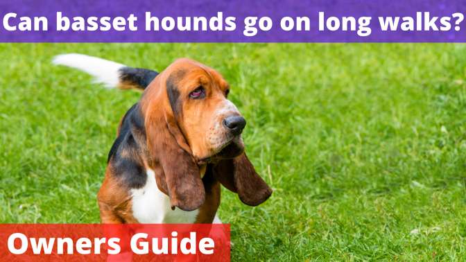 Can basset hounds go on long walks