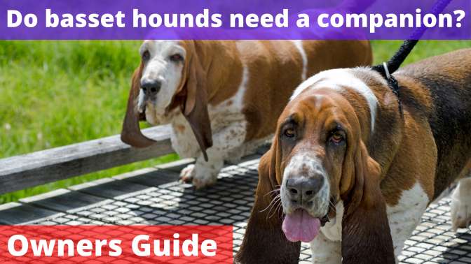 Do basset hounds need a companion