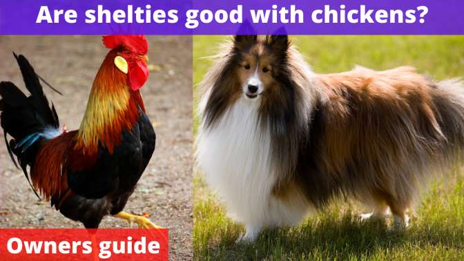 Are shelties good with chickens