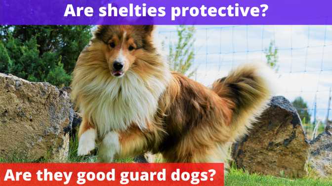 Are shelties protective