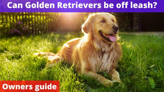 Can Golden Retrievers be off leash
