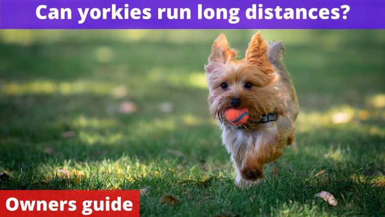 Can yorkies run long distances?