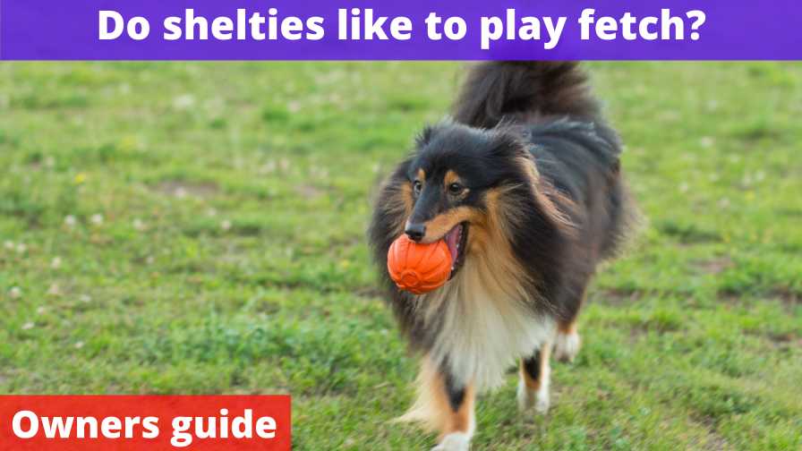 Do shelties like to play fetch