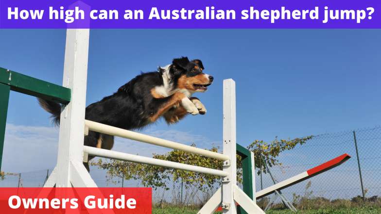 How high can an Australian shepherd jump
