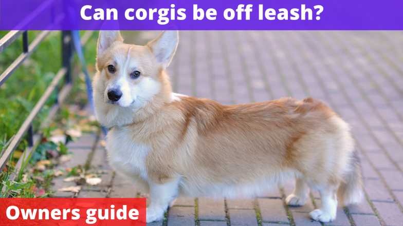 Can corgis be off leash
