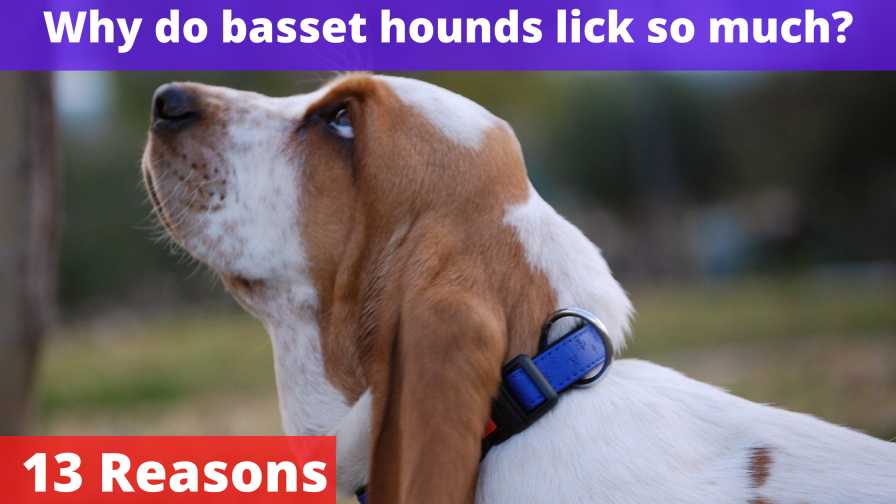 Why Do Basset Hounds Lick So Much? [13 Reasons]