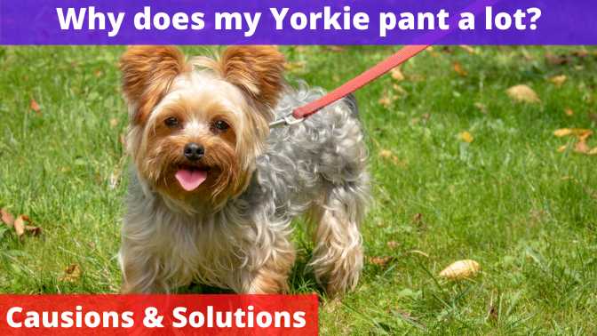 Why does my Yorkie pant a lot?