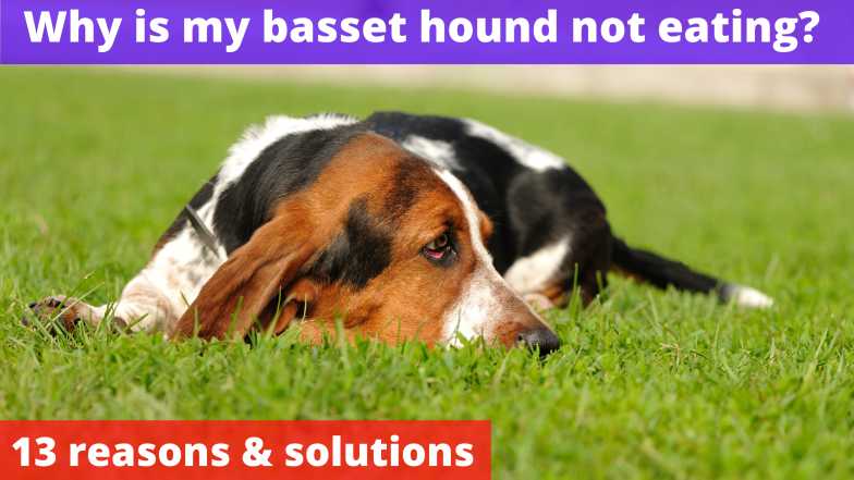 Why is my basset hound not eating?
