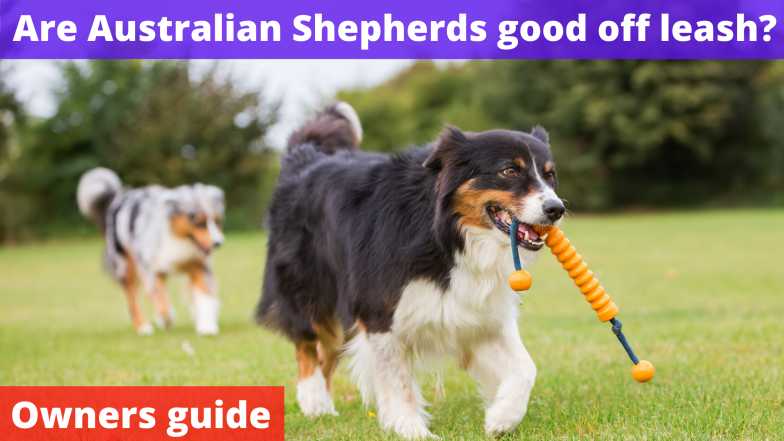 Are Australian Shepherds good off leash?