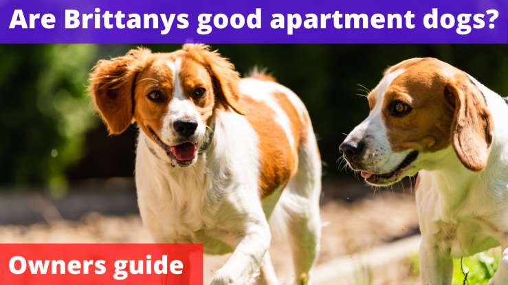 Are Brittanys good apartment dogs