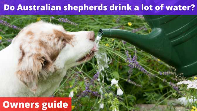 Do Australian shepherds drink a lot of water