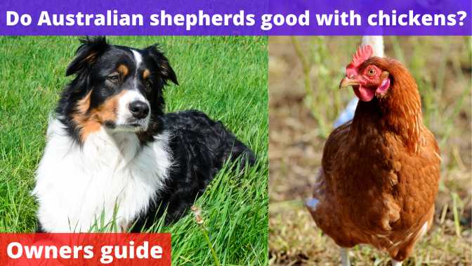 Are Australian shepherds good with chickens