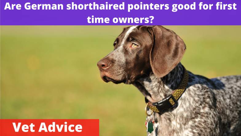 Are German shorthaired pointers good for first time owners
