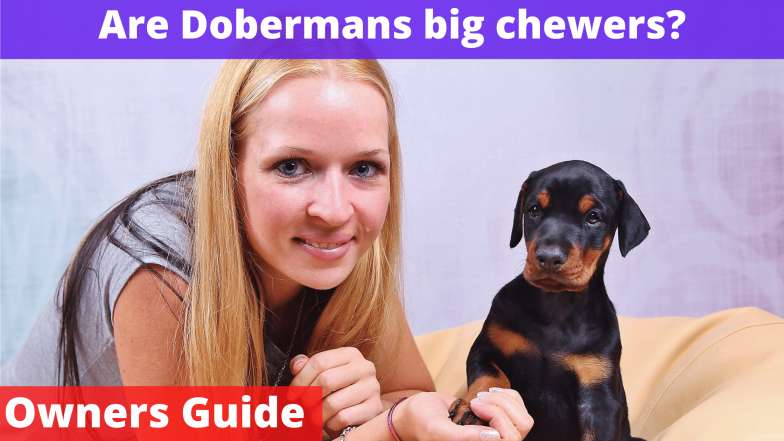 Are Dobermans big chewers