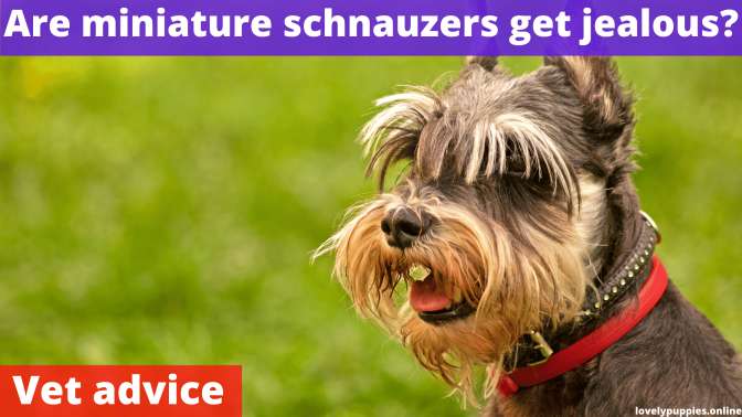 Are miniature schnauzers jealous?