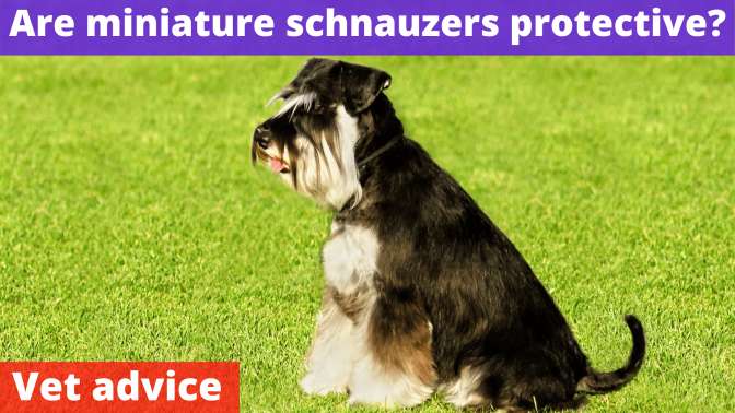 Are miniature schnauzers protective?