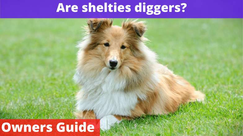 Are shelties diggers