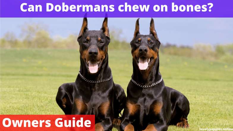 Can Dobermans chew on bones