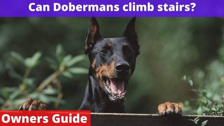 Can Dobermans climb stairs