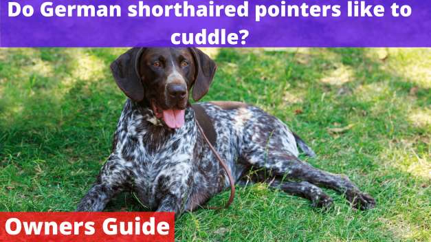 Do German shorthaired pointers like to cuddle