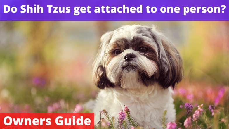 Do Shih Tzus get attached to one person?