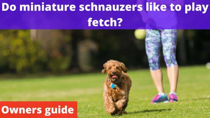 Do miniature schnauzers like to play fetch?